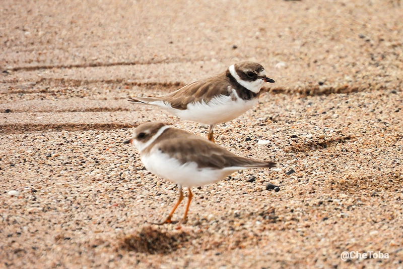 Chorlito Palmado - Charadrius semipalmatus