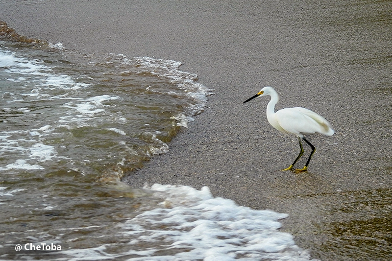 Garcita Blanca- Egretta thula