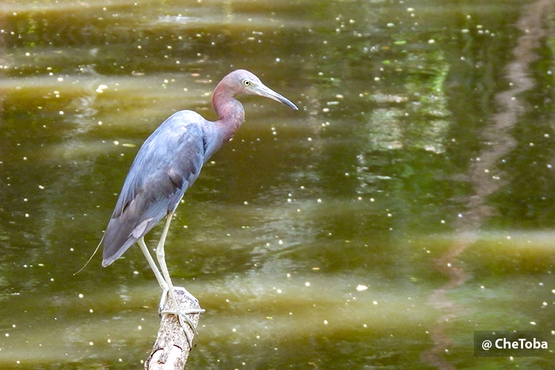 Garza Azul - Egretta caerulea