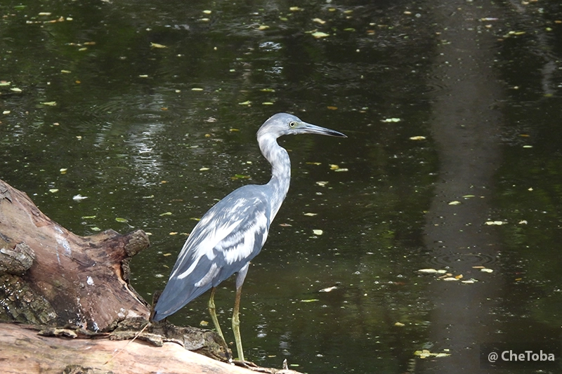 Juvenil de Garza Azul - Egretta caerulea