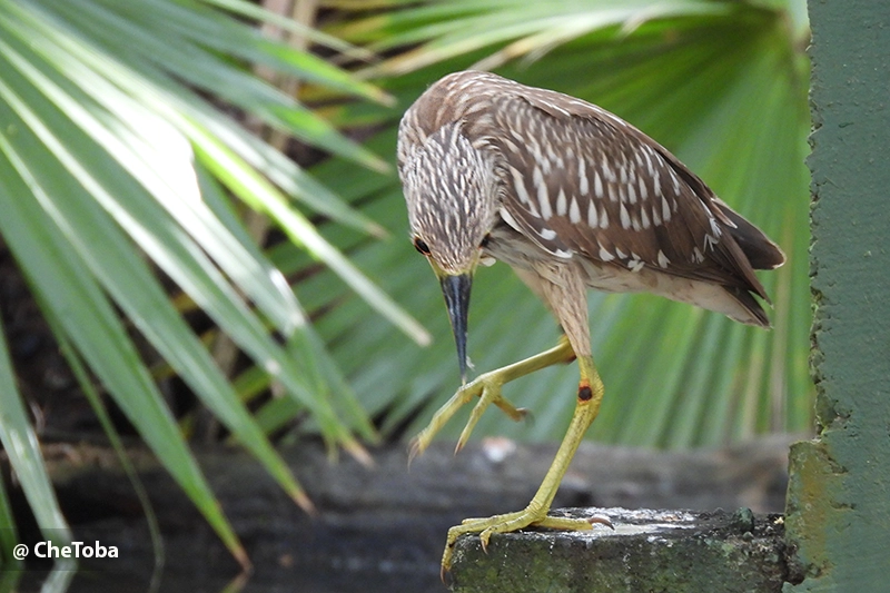 Garza Bruja - Nycticorax nycticorax