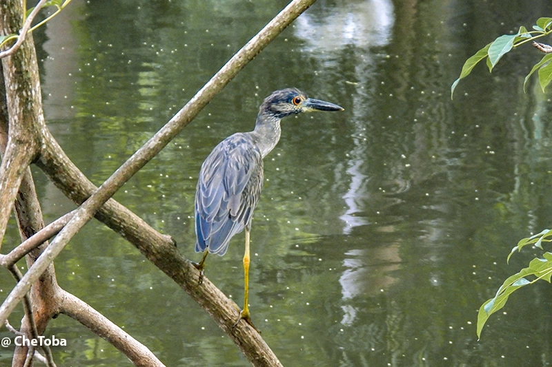 Juvenil de Garza Encapuchada - Nyctanassa violacea