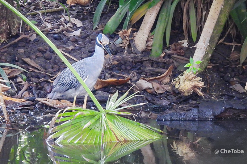 Garza Encapuchada Nyctanassa violacea