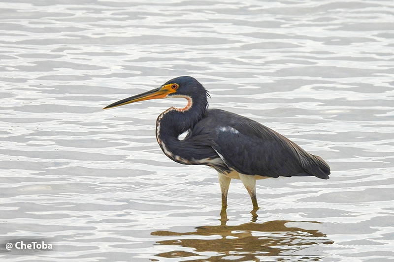 Garza Tricolor - Egretta tricolor