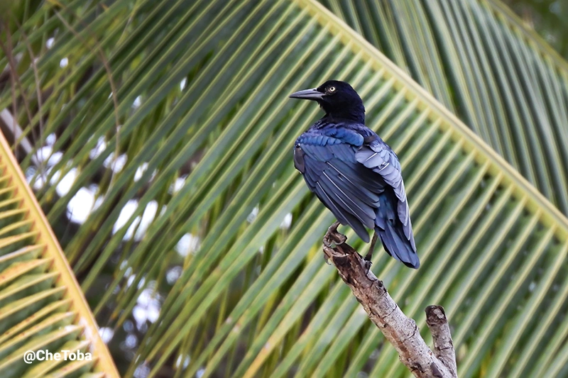 Great-tailed Grackle - Quiscalus mexicanus (Macho)