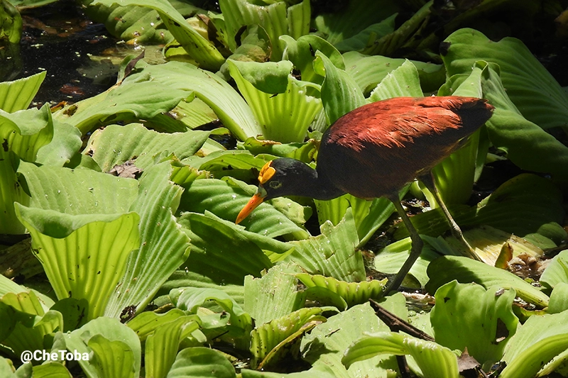 Northern Jacana - Jacana spinosa