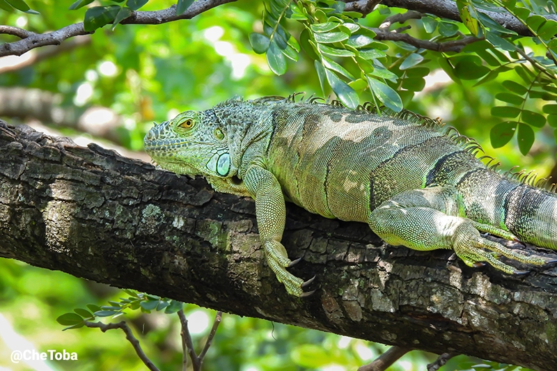 Lagartos El Salvador
