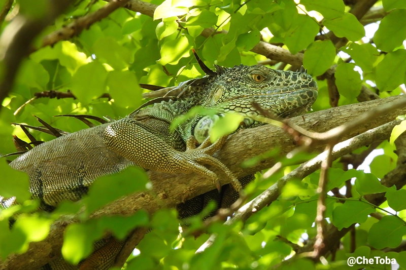 Posiblemente una subespecie de Iguana Iguana