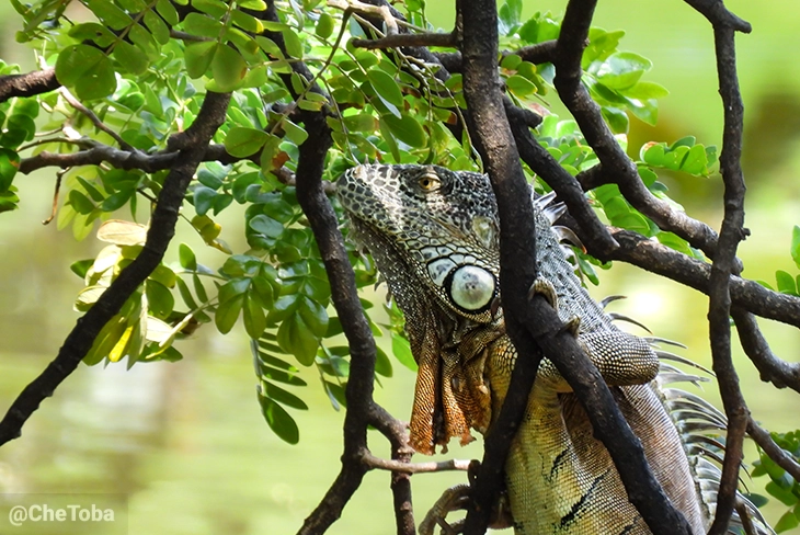 Iguana Verde, Iguana Iguana