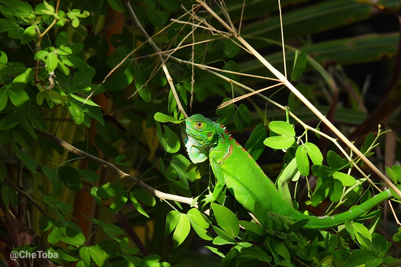 Lagarto conocido como Iguana Iguana