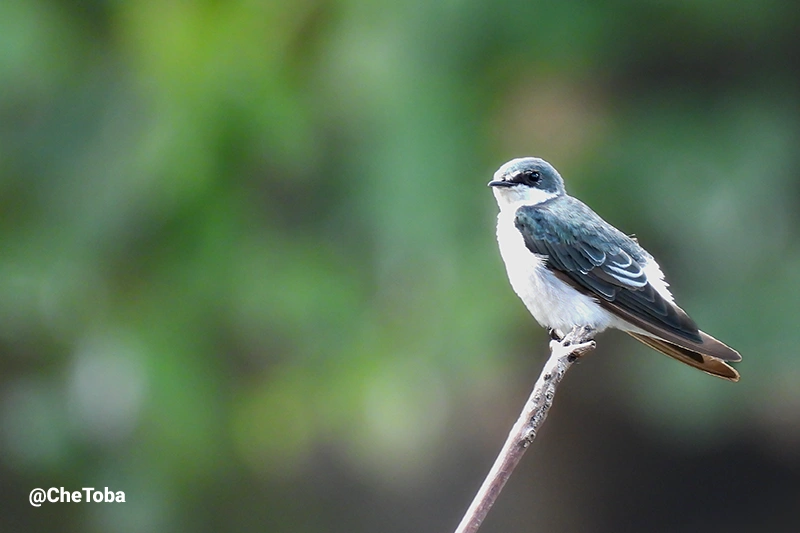 Mangrove Swallow - Tachycineta albilinea