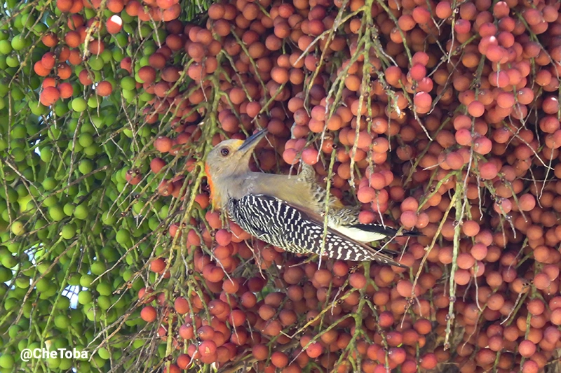 Golden-fronted Woodpecker - Melanerpes aurifrons