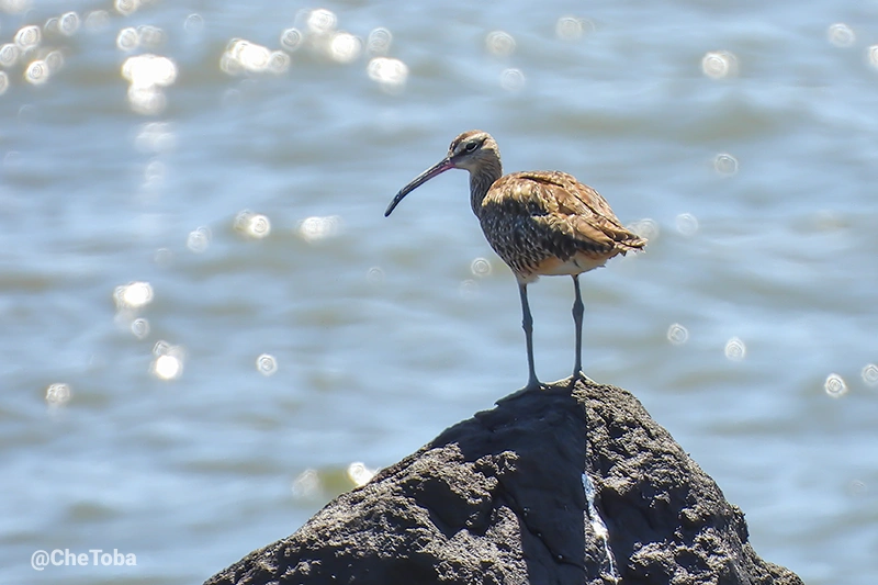 Long-billed Curlew - Numenius americanus (Aves playeras El Salvador)