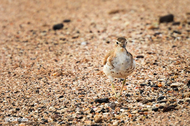 Playerito Manchado - Actitis macularius