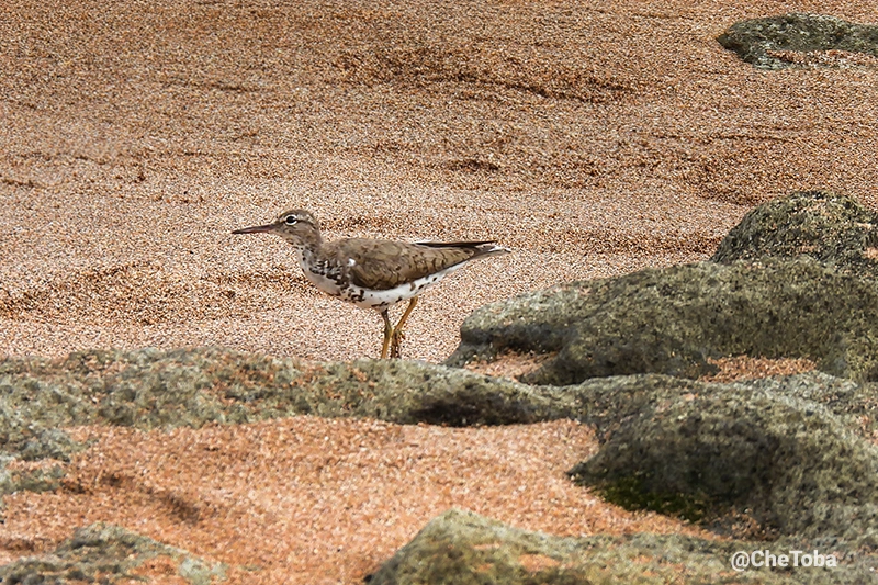 Playerito Manchado - Actitis macularius - Reproductivo