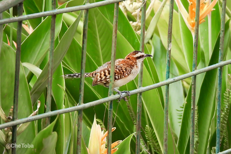 Rufous-backed Wren - Campylorhynchus capistratus
