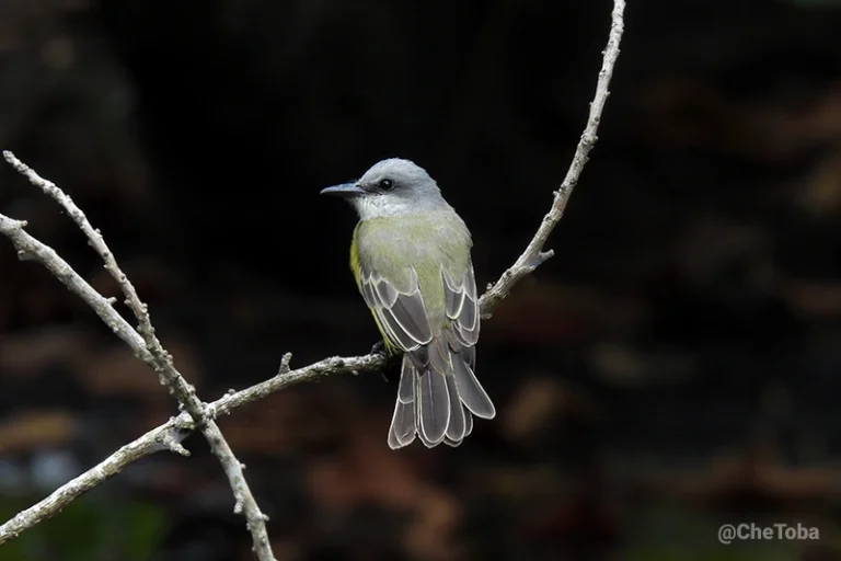 Avistaje de aves en Decamerón Salinitas, El Salvador Avistamiento Aves El Salvador