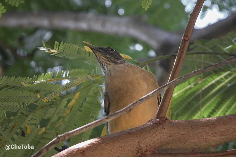 Clay-colored Thrush - Turdus grayi