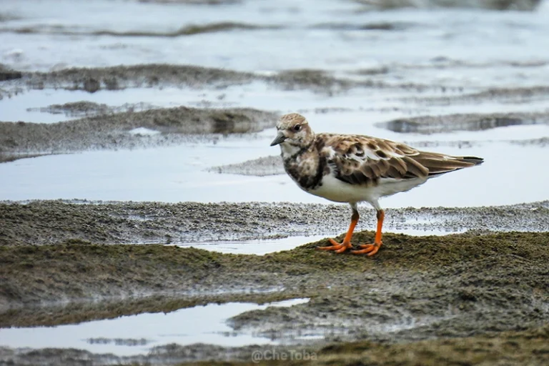 Observación de aves en la Costa Pacífica de El Salvador Aves costa pacífico El Salvador