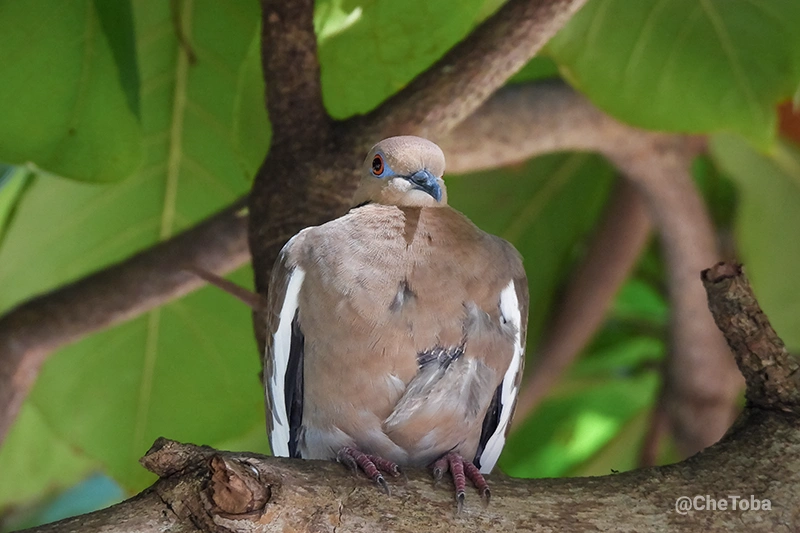 White-winged Dove - Zenaida asiatica