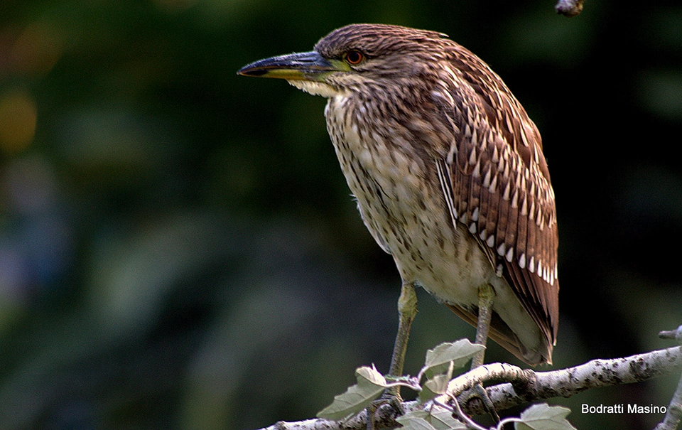 Juvenil de Garza Bruja - Nycticorax nycticorax
