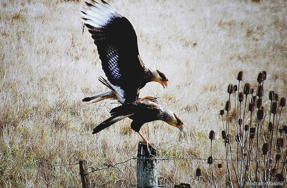 Caracara Plancus