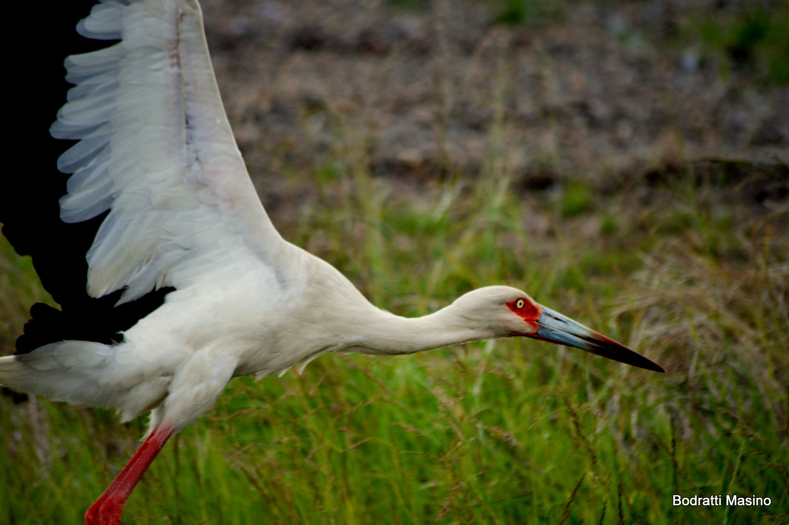 Cigüeña Americana - Ciconia maguari