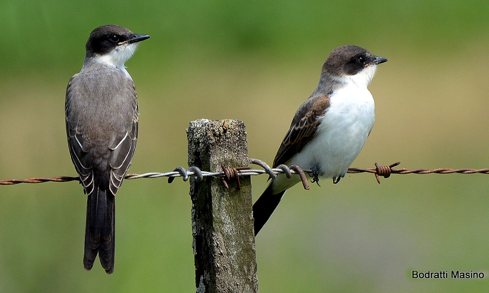 Tijeretas juveniles - Tyrannus savana