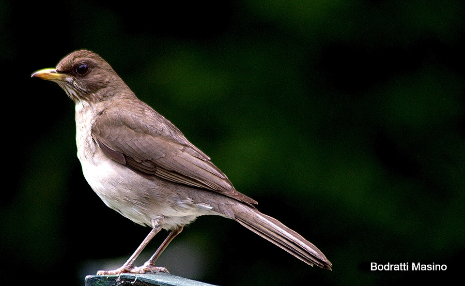 Guía de Aves - Descarga gratuita