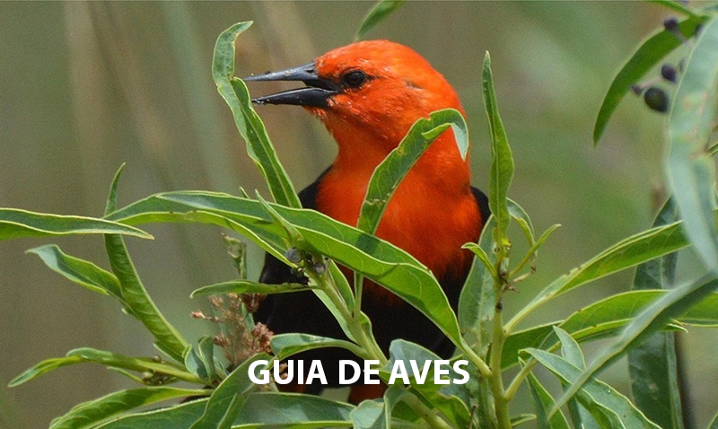 Guía de Aves de la Reserva Natural Laguna de Rocha: descarga gratuita