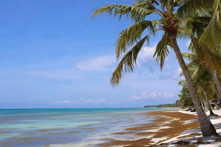Cómo saber el estado del sargazo en las playas de República Dominicana