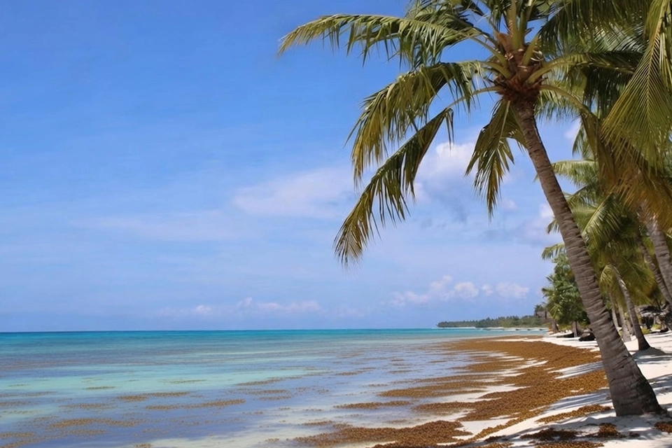 Cómo saber el estado del sargazo en las playas de República Dominicana