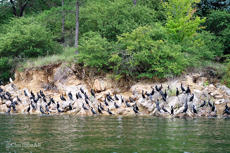 Biguás pescando en el embalse