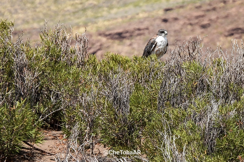 Hembra adulta de Aguilucho Ñanco - Geranoaetus polyosoma