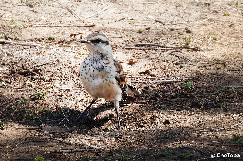 Calandria Grande - Mimus saturninus