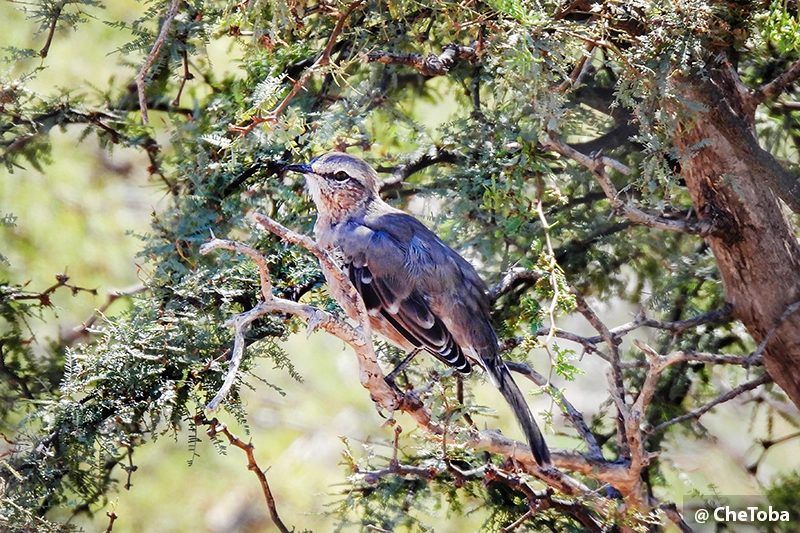 Calandria Mora - Mimus patagonicus