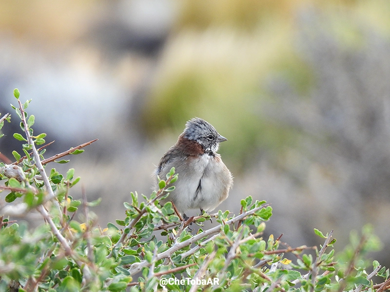 Chingolo - Zonotrichia capensis (Subespecie australis)