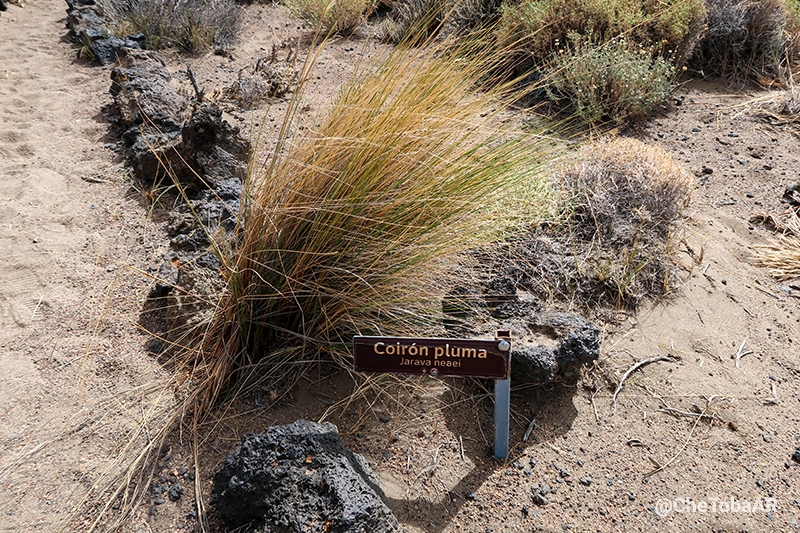 Coirón pluma - Jarava neaei