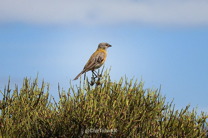 Comesebo Andino - Phrygilus gayi