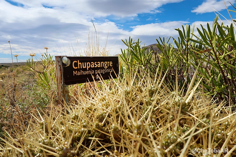 Chupasangre - Maihuenia patagonica