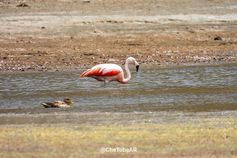 Pato Maicero - Anas georgica
