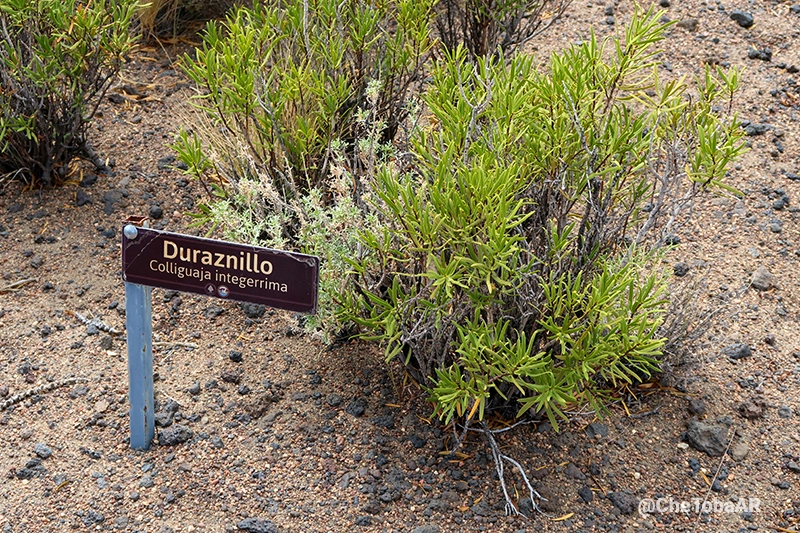 Duraznillo - Colliguaja intergerrima