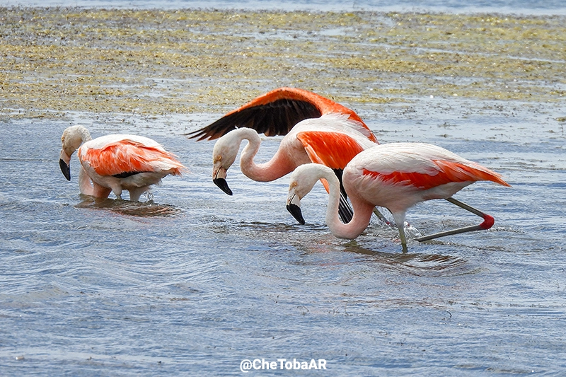 Flamencos australes - Phoenicopterus chilensis