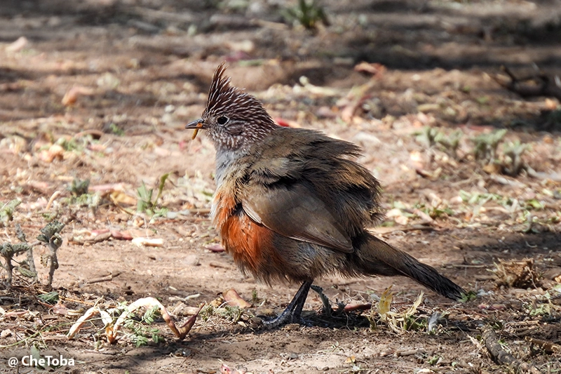 Rhinocrypta lanceolata en La Pampa