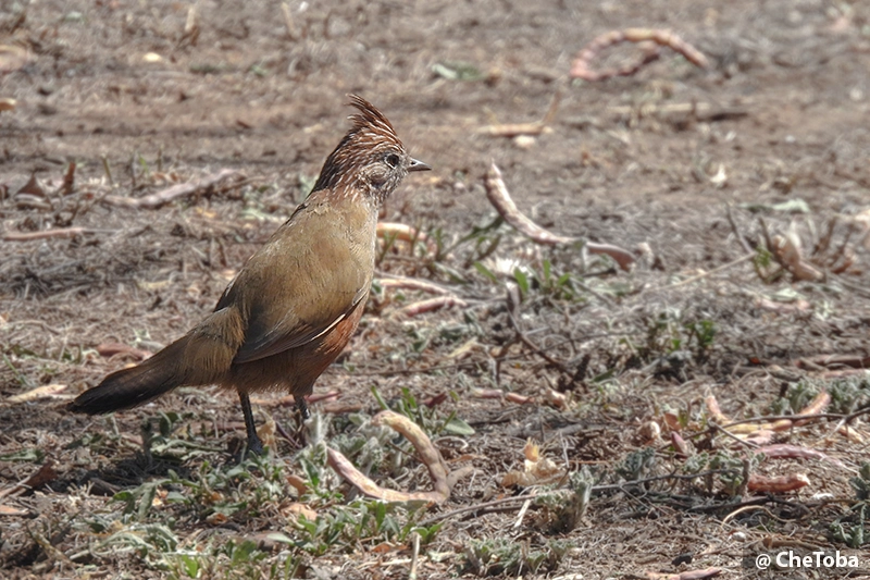Rhinocrypta lanceolata