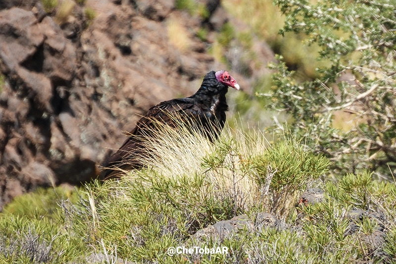 Jote Cabeza Colorada - Cathartes aura