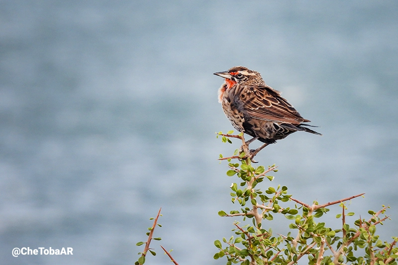 Loica - Leistes loyca