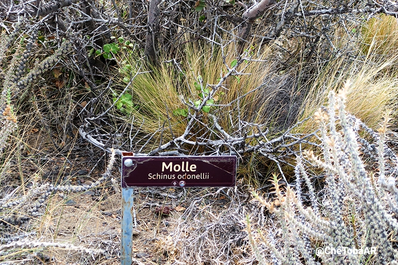 Molle - Schinus odonellii