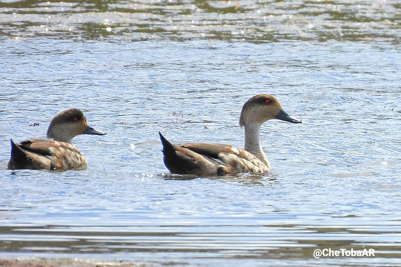 Pareja de Pato Crestón - Lophonetta specularioides