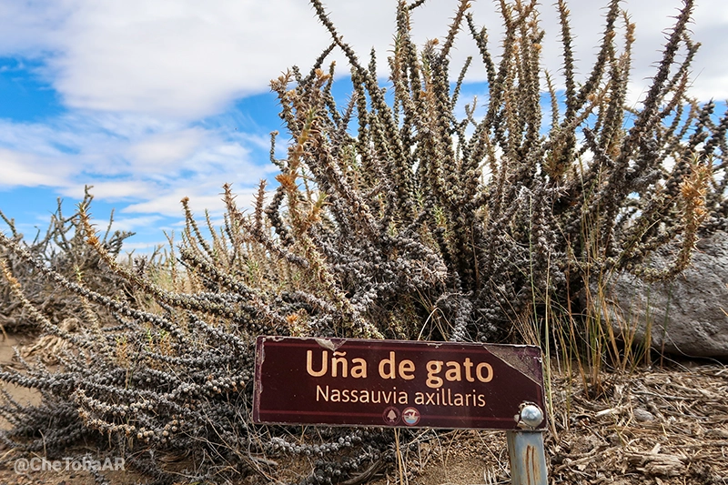 Uña de gato - Nassauvia axillaris